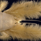 Illustration for article titled All the Alien-Looking Species Discovered by the Deep Sea Vehicle Alvin